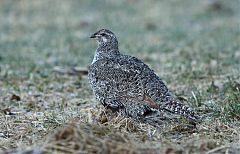 Gunnison Sage-Grouse